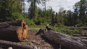 Best Hazardous Tree Removal  in Thornton, IL
