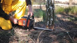 Thornton, IL Tree Services Company
