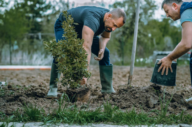 Best Stump Grinding and Removal  in Thornton, IL