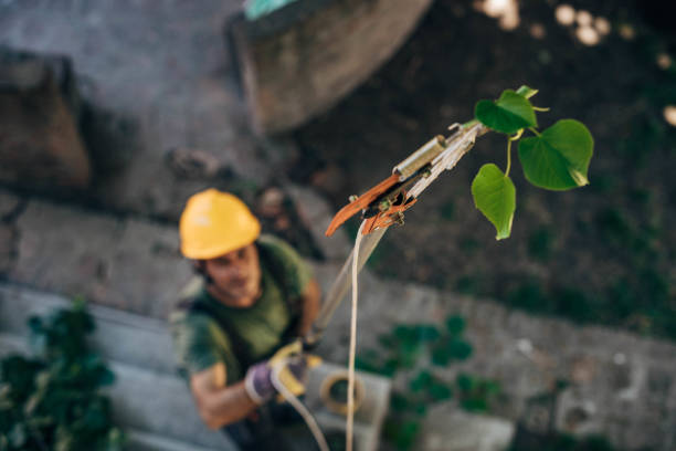 Best Leaf Removal  in Thornton, IL