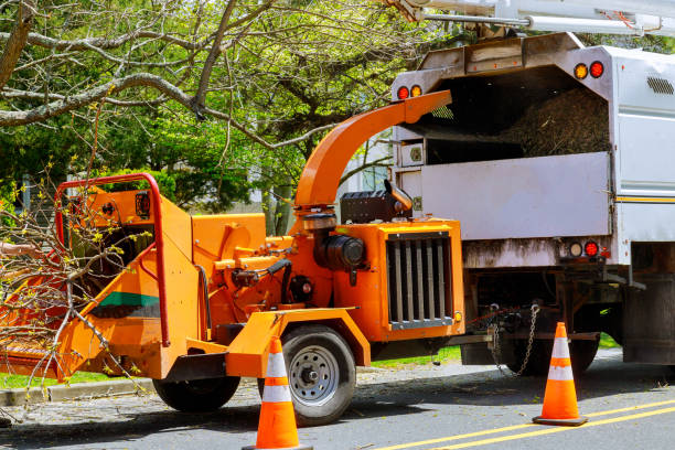 Best Tree Mulching  in Thornton, IL