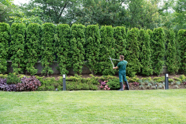 Best Lawn Renovation and Restoration  in Thornton, IL