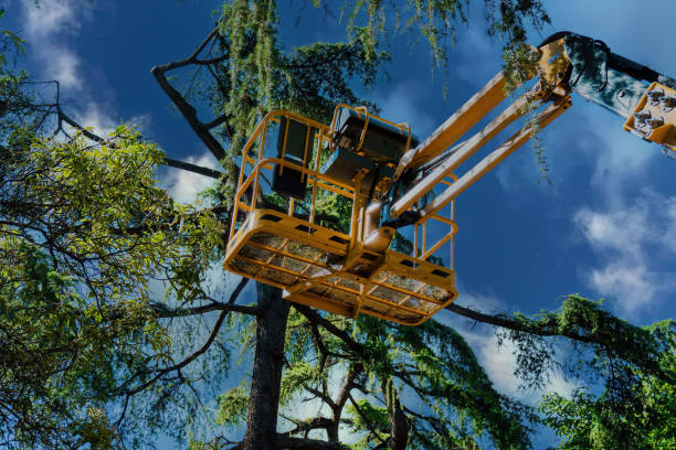 Best Firewood Processing and Delivery  in Thornton, IL
