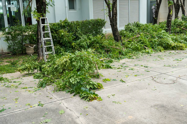 Best Lot and Land Clearing  in Thornton, IL