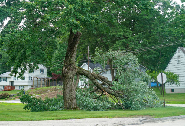 Best Tree Cabling and Bracing  in Thornton, IL