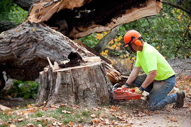 How Our Tree Care Process Works  in  Thornton, IL