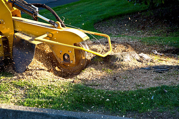 Seasonal Cleanup (Spring/Fall) in Thornton, IL
