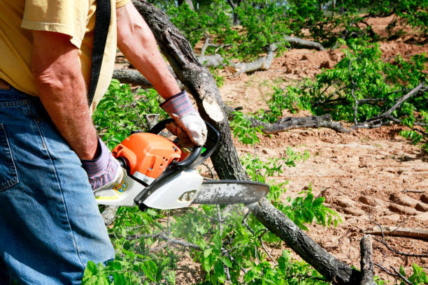 Best Weed Control  in Thornton, IL